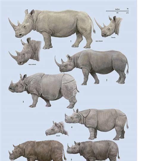 犀牛有几种,犀牛rhino32有几种版本图8