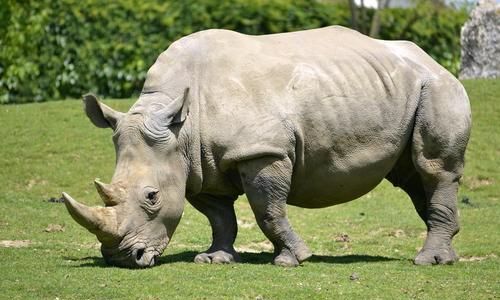 犀牛有几种,犀牛rhino32有几种版本图10