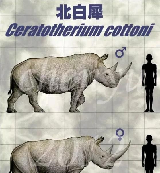 犀牛有几种,犀牛rhino32有几种版本图11