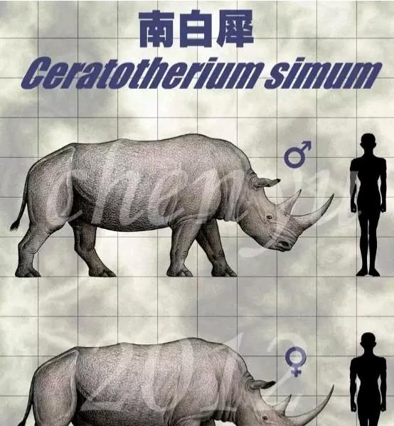 犀牛有几种,犀牛rhino32有几种版本图12