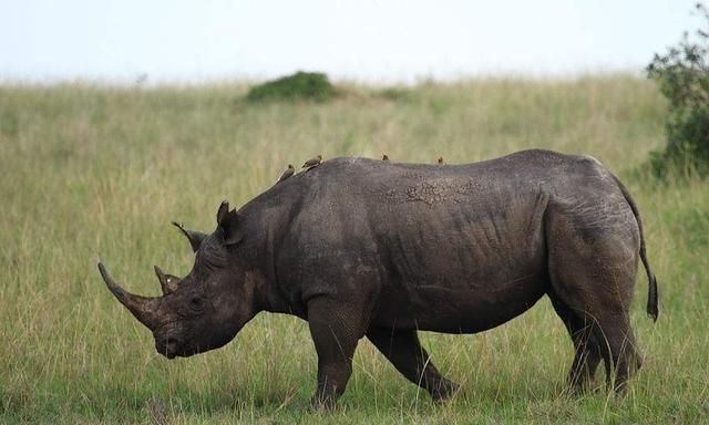 犀牛有几种,犀牛rhino32有几种版本图14