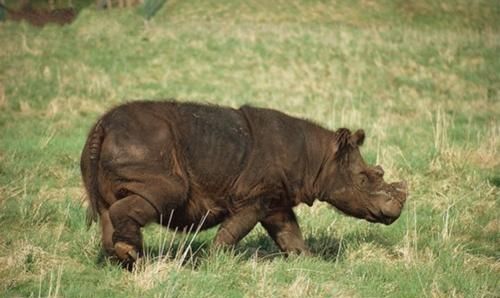 犀牛有几种,犀牛rhino32有几种版本图16
