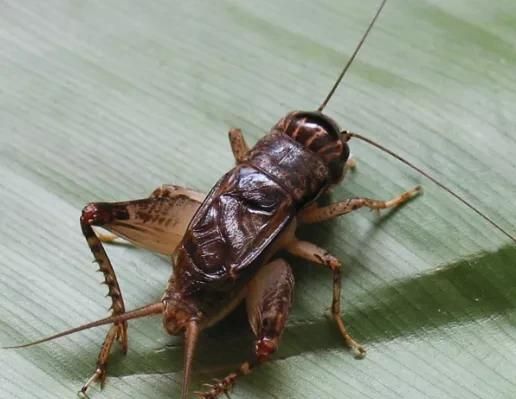 哪种昆虫的耳朵长在腿上图7