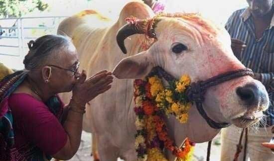 印度人为什么那么崇拜牛,印度人为什么那么崇拜牛粪图1