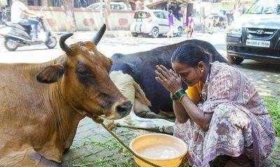 印度人为什么那么崇拜牛,印度人为什么那么崇拜牛粪图3