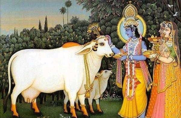 印度人为什么那么崇拜牛,印度人为什么那么崇拜牛粪图4