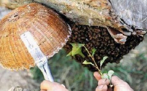 蜜蜂引入蜂箱的技巧