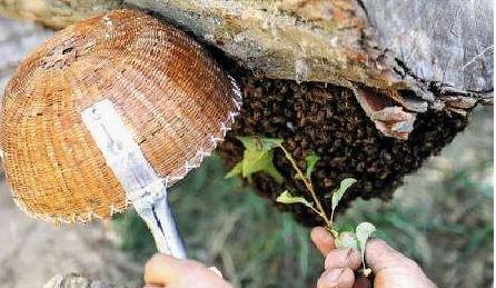 蜜蜂引入蜂箱的技巧图1
