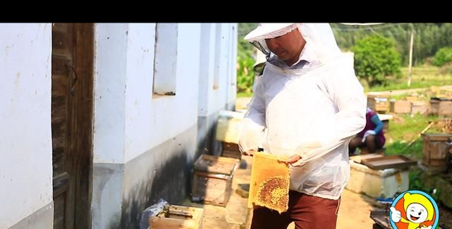 蜜蜂引入蜂箱的技巧图10