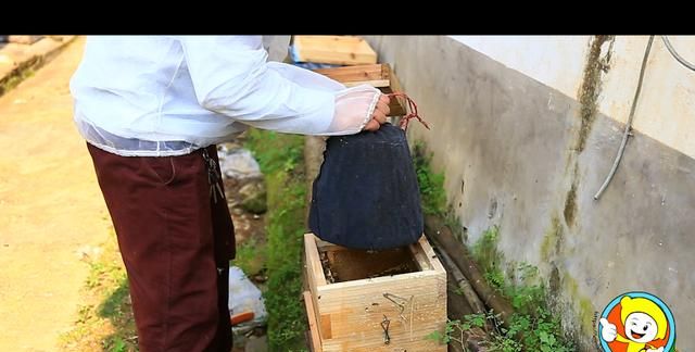 蜜蜂引入蜂箱的技巧图12
