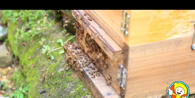 蜜蜂引入蜂箱的技巧图13