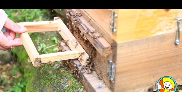 蜜蜂引入蜂箱的技巧图14
