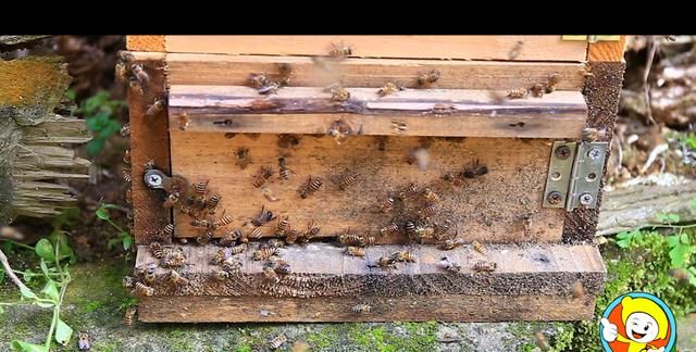 蜜蜂引入蜂箱的技巧图15
