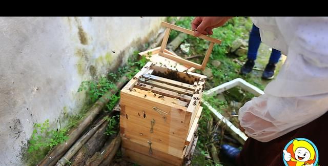 蜜蜂引入蜂箱的技巧图16