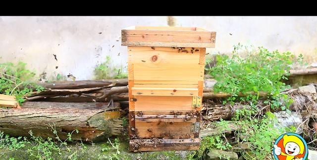 蜜蜂引入蜂箱的技巧图17