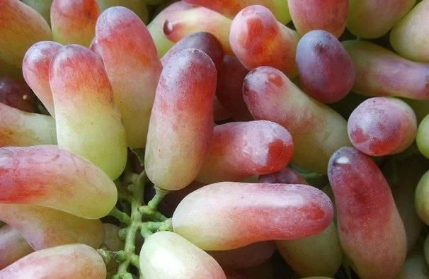 像美人指一样的水果叫什么,像手指的水果是什么水果图1