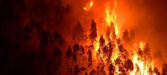 森林火灾的扑救方法有哪些图3