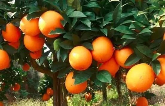如何保存橙子新鲜(苹果橙子如何保存)图2