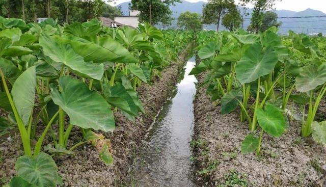 农民种植芋头哪一种品种好些(旱地适合种什么品种芋头)图15