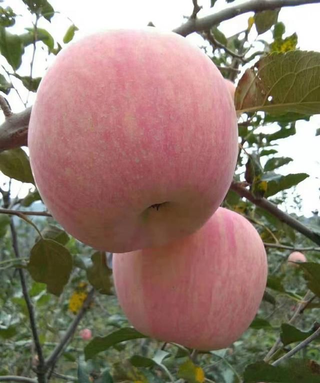 苹果为什么叫平安果图6