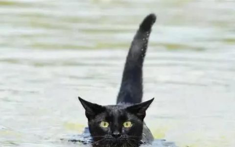 猫会游泳吗,猫会游泳吗的英语怎么写