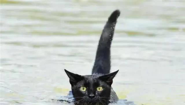 猫会游泳吗,猫会游泳吗的英语怎么写图1