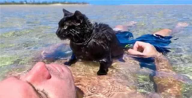 猫会游泳吗,猫会游泳吗的英语怎么写图7