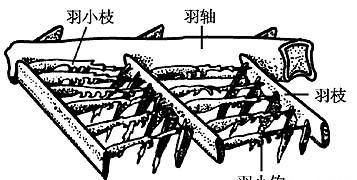 鸟怎样保护羽毛,一级保护动物红色羽毛的小鸟图1