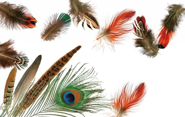 鸟怎样保护羽毛,一级保护动物红色羽毛的小鸟图4