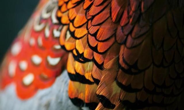 鸟怎样保护羽毛,一级保护动物红色羽毛的小鸟图5