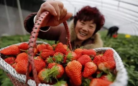 山东省哪个地方是草莓最大产区呢