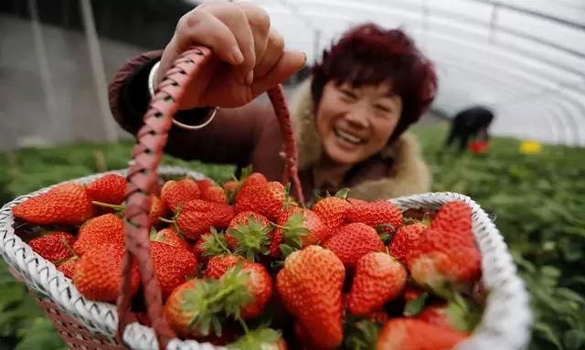 山东省哪个地方是草莓最大产区呢图1