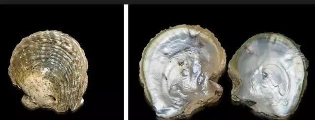 珍珠的成分是碳酸钙为什么能美白图4