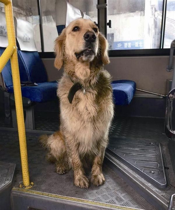 公交车上可以带宠物吗,什么交通工具可以带宠物图4