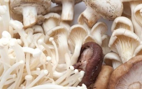 蘑菇属于什么类植物