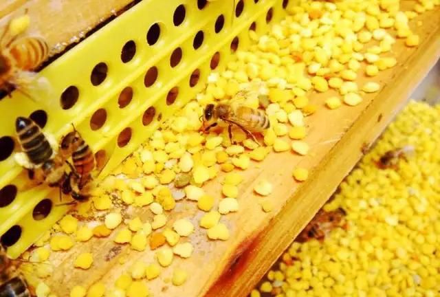 花粉和蜂蜜一起喝有什么功效(花粉加蜂蜜会怎么样)图2