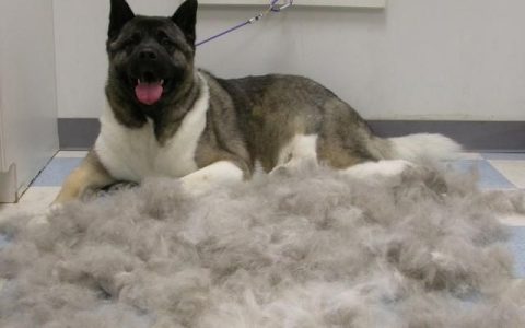 狗狗换毛时需要注意的事项,泰迪狗狗什么时候是换毛期