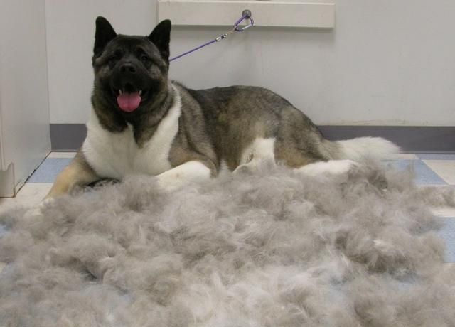 狗狗换毛时需要注意的事项,泰迪狗狗什么时候是换毛期图1