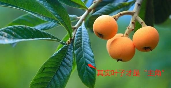 熬枇杷膏怎么做(熬制川贝枇杷膏)图4