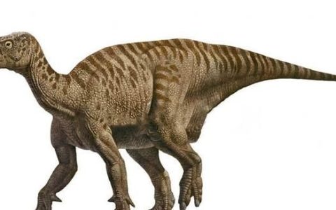 发现最早的恐龙是什么恐龙