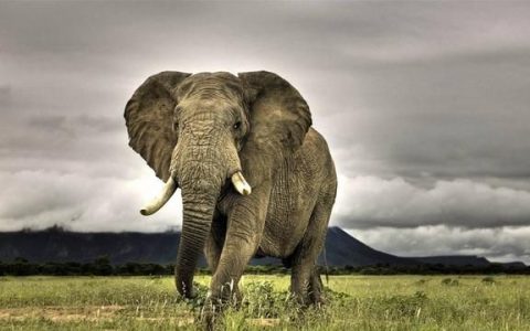 大象为什么吃石子(为什么大象会吞石头)