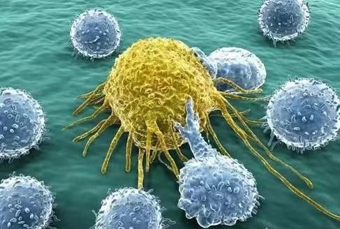 人体免疫细胞都包括哪些图1