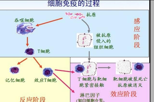 人体免疫细胞都包括哪些图2