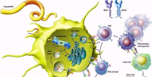 人体免疫细胞都包括哪些图3
