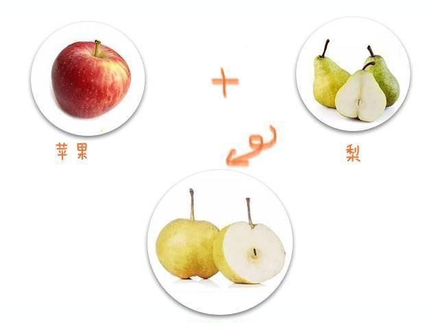 有什么水果是杂交出来的呢图片,有哪些水果是杂交出来的图10