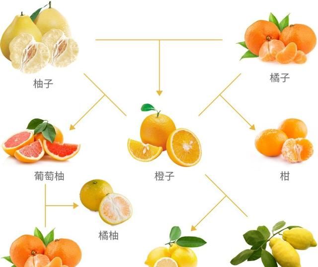 有什么水果是杂交出来的呢图片,有哪些水果是杂交出来的图11