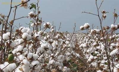 棉花种植应怎样预防大风天气灾害呢图1