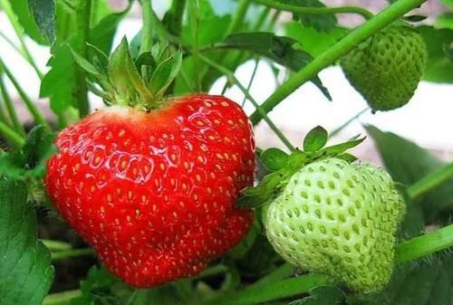 有的草莓为什么是空心的图7
