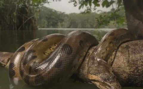 55米巨蛇真的存在吗(500米巨蛇是真的吗)