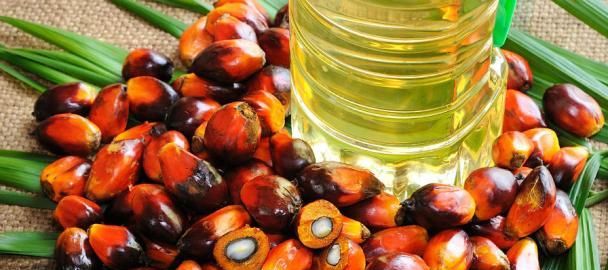 食品里面的棕榈油是什么呢,含有棕榈油的的食物可以吃吗图2